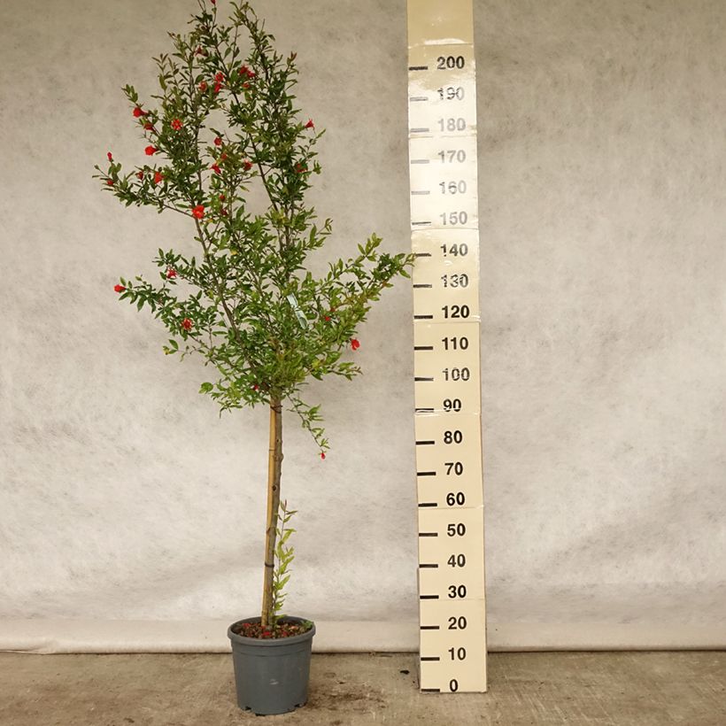 Punica granatum Wonderful - Pomegranate 7.5L/10L pot, Half standard sample as delivered in summer