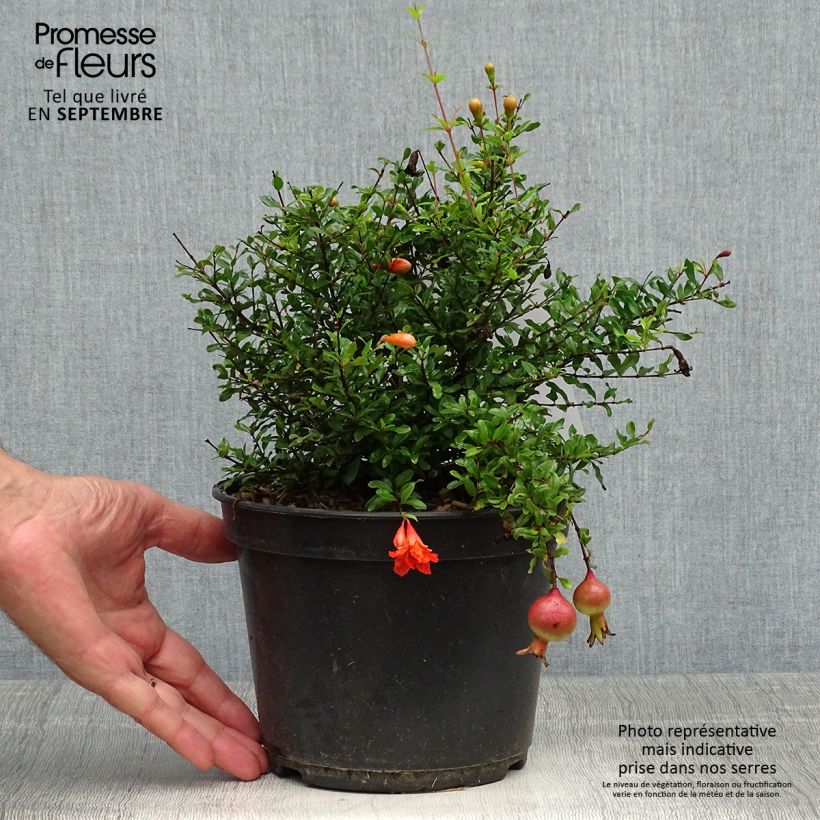 Punica granatum Chico - Pomegranate 3L/4L pot, Clump sample as delivered in autumn