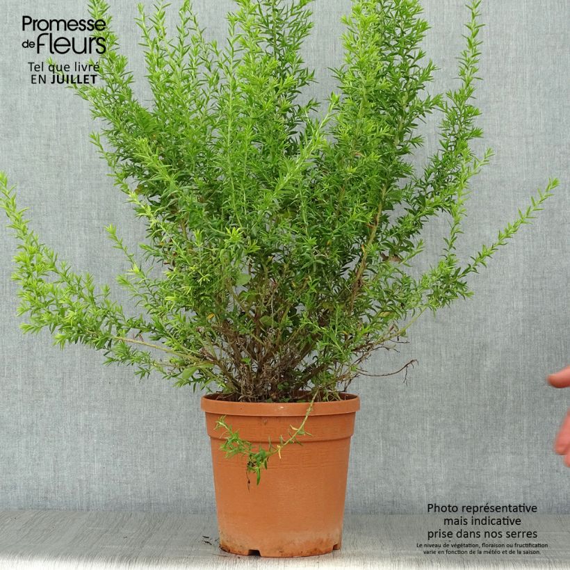 Grevillea gracilis Clearview David 2L/3L pot sample as delivered in summer