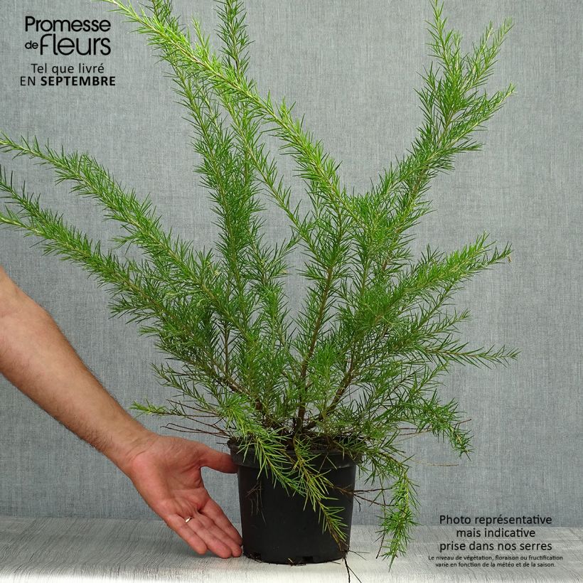 Grevillea Canberra Gem 2L/3L pot sample as delivered in autumn
