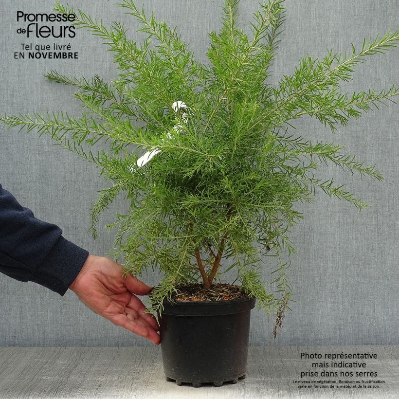 Grevillea rosmarinifolia Rosa Jenkinsii 3L/4L pot sample as delivered in autumn