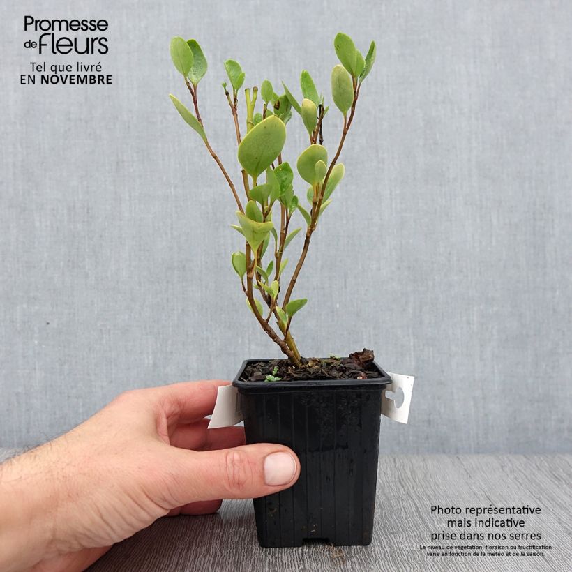 New Zealand broadleaf - Griselinia littoralis 8/9 cm pot sample as delivered in autumn