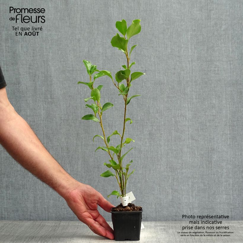 Griselinia lucida 8/9 cm pot sample as delivered in summer