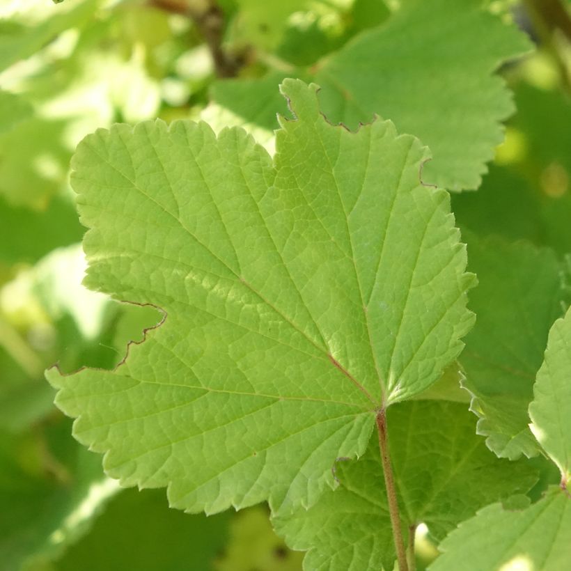 White Currant Blanka Bio - Ribes rubrum (Foliage)