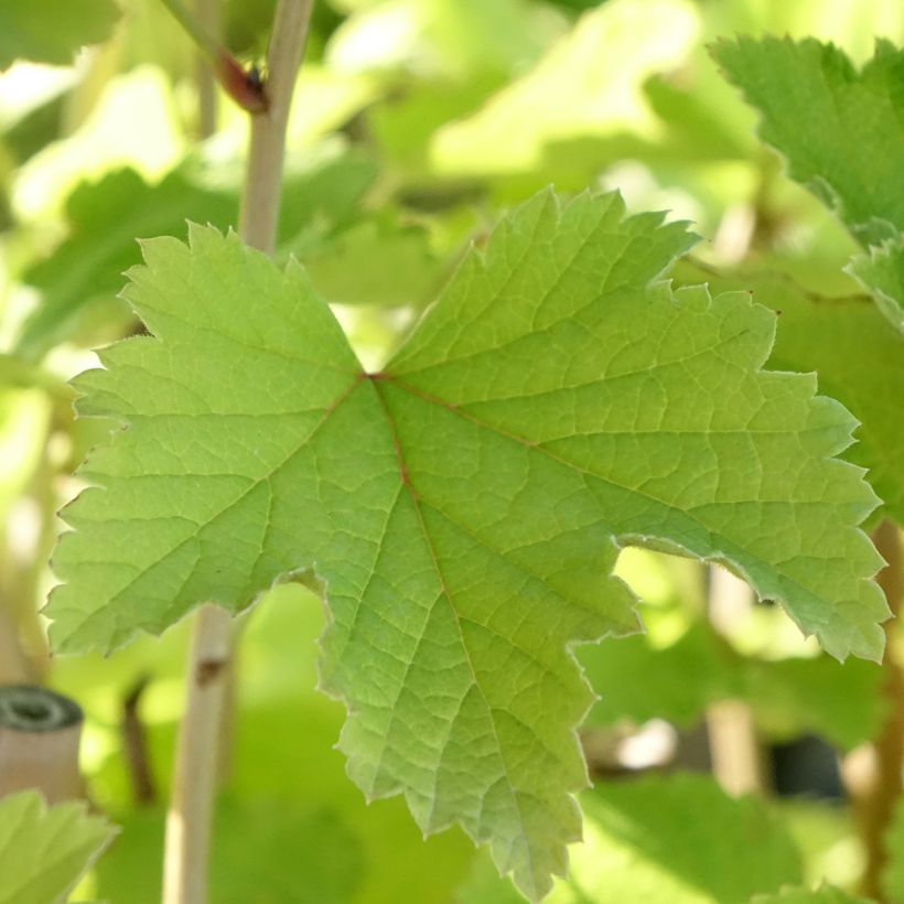 White Currant Werdavia - Ribes rubrum (Foliage)