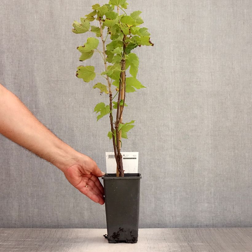 White Currant Witte Parel or White Pearl - Ribes rubrum 1.5L/2L pot, Bush sample as delivered in summer