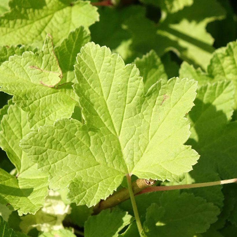 Ribes rubrum Jonkheer van Tets - Redcurrant (Foliage)