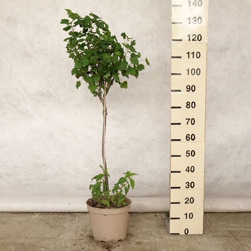 Redcurrant Delbard Giganta - Ribes rubrum 7.5L/10L pot, Quarter standard sample as delivered in summer