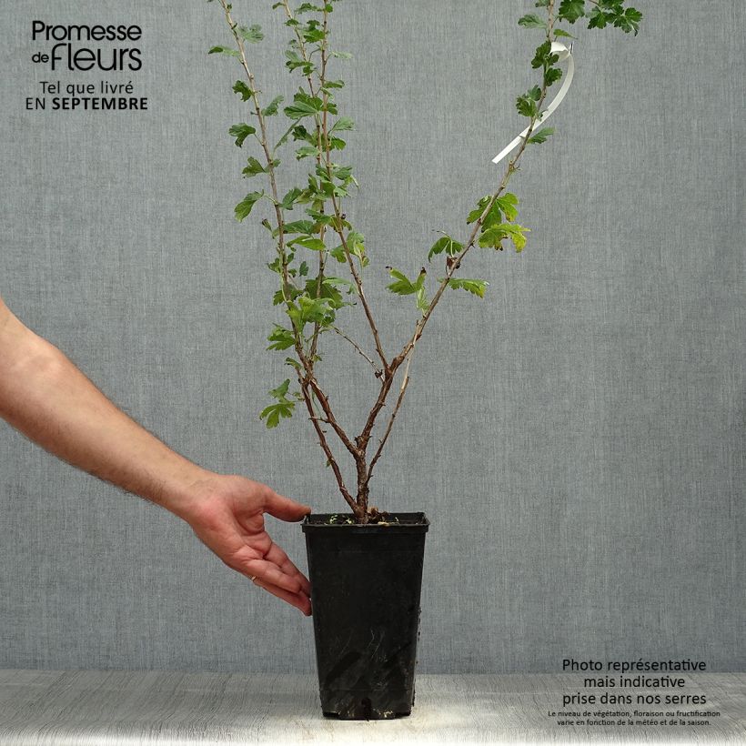 Gooseberry Freedonia - Ribes uva-crispa 1.5L/2L pot sample as delivered in autumn