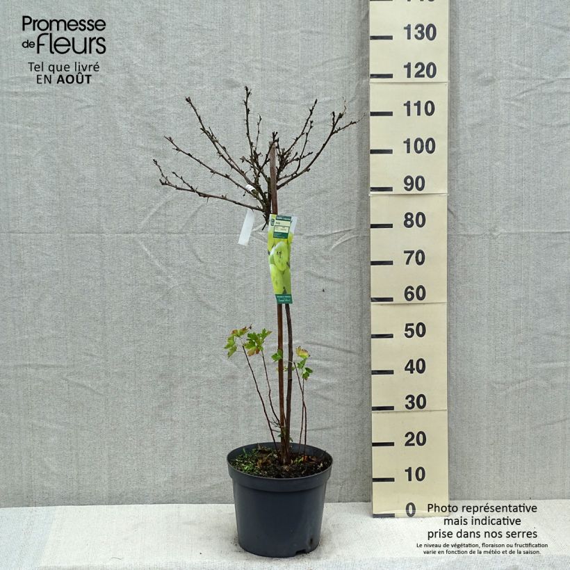 Gooseberry Invicta - Ribes uva-crispa 7.5L/10L pot, Quarter standard sample as delivered in summer