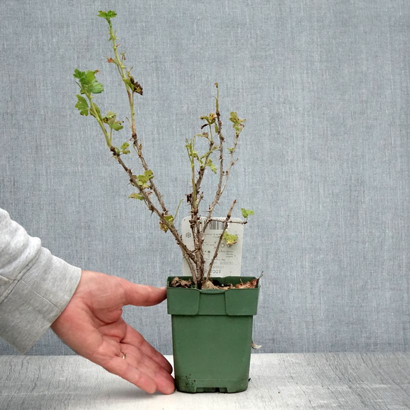 Gooseberry Easycrisp Lady Sun - Ribes uva-crispa 1L/1.5L pot, Bush sample as delivered in summer