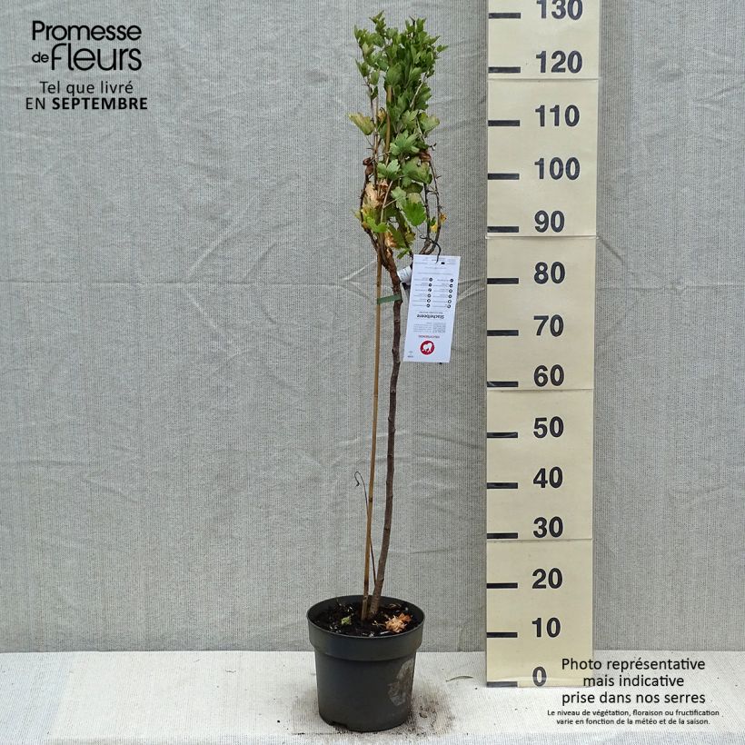Ribes uva-crispa 'Mucurines' 6L/7L pot sample as delivered in autumn