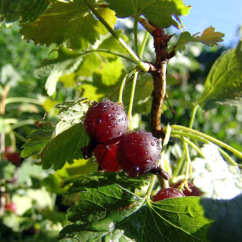 Gooseberry Captivator - Ribes uva crispa (Harvest)