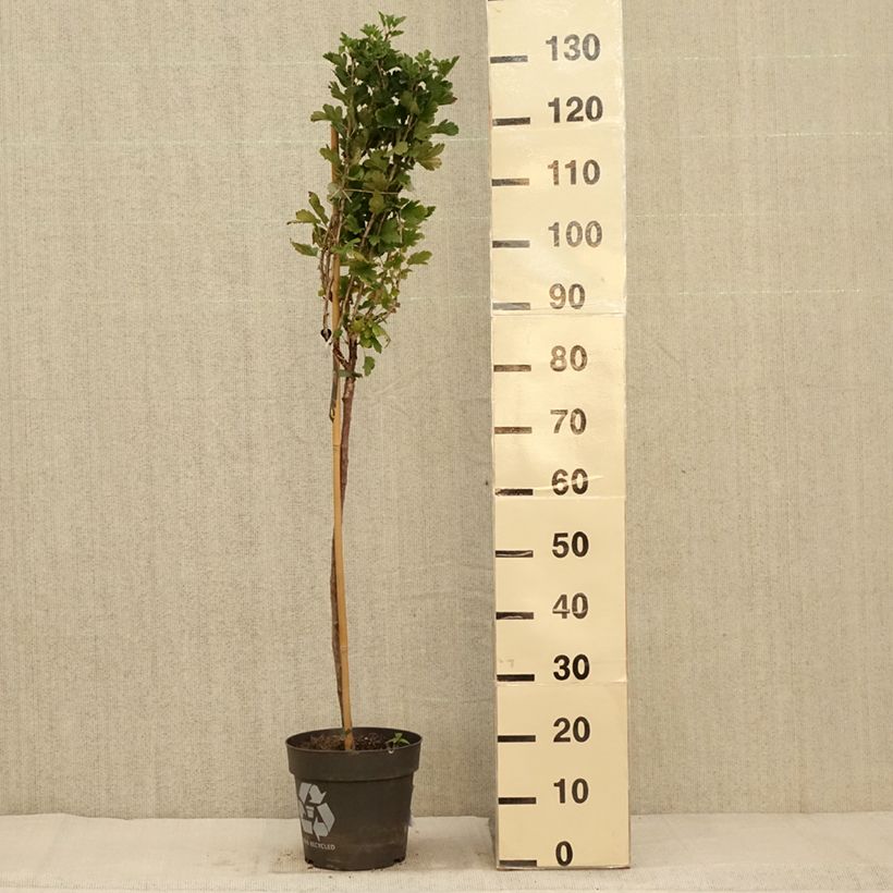 Gooseberry Darling - Ribes uva-crispa 6L/7L pot sample as delivered in autumn