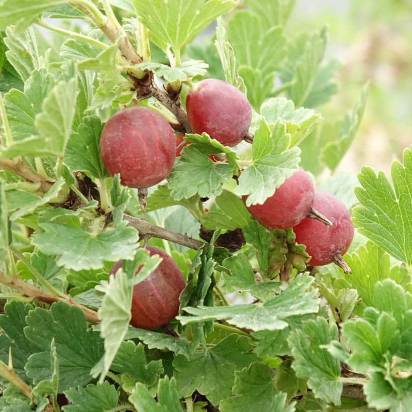 Gooseberry Darling - Ribes uva-crispa (Harvest)