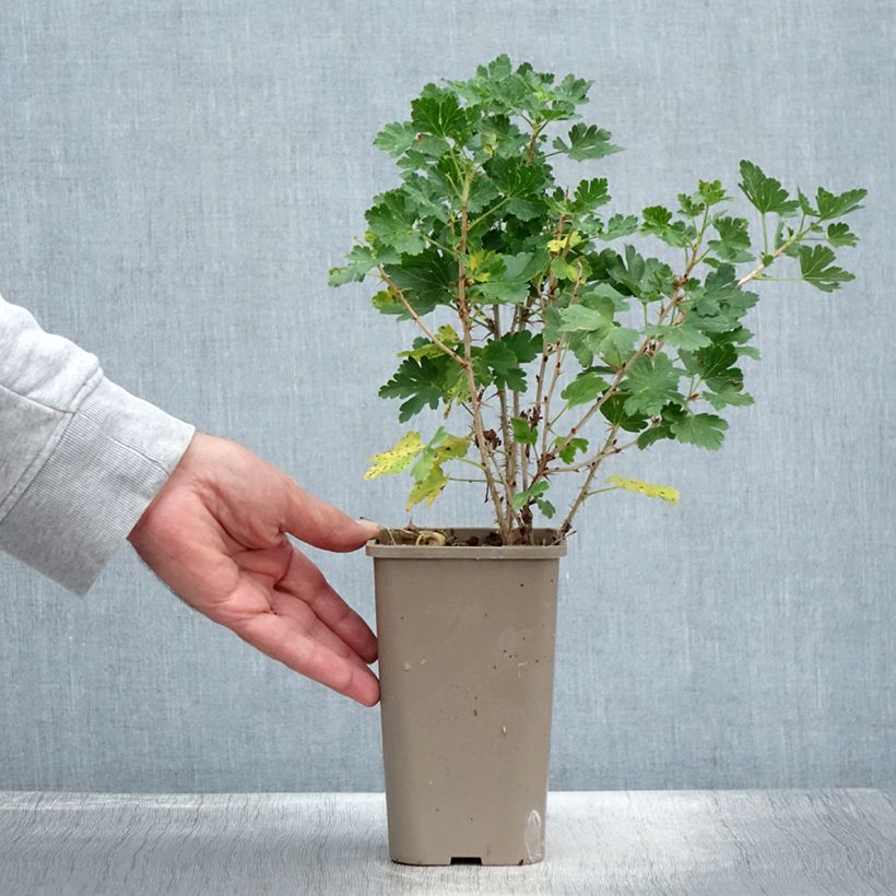 Ribes uva-crispa Crispa Nibbling - Gooseberry 1.5L/2L pot, Clump sample as delivered in summer