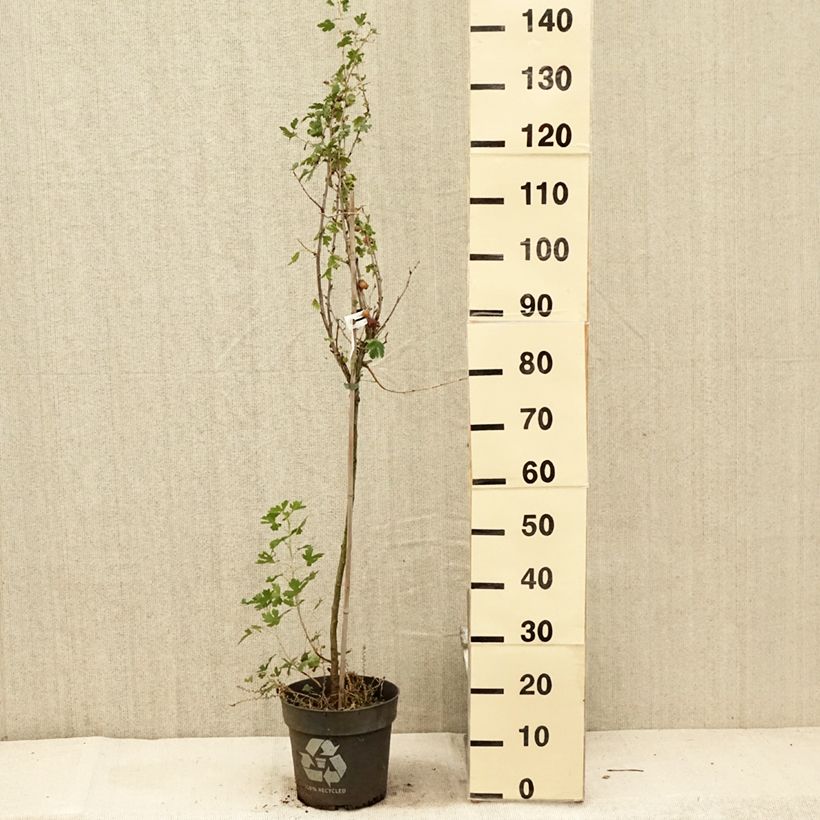 Ribes uva-crispa 'Solemio Crispa' 6L/7L pot sample as delivered in summer