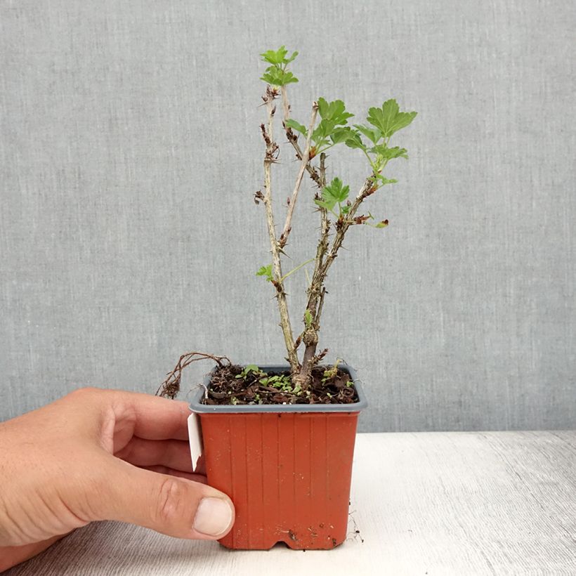 Gooseberry Hinnönmaki Röd - Ribes uva-crispa 8/9 cm pot sample as delivered in summer