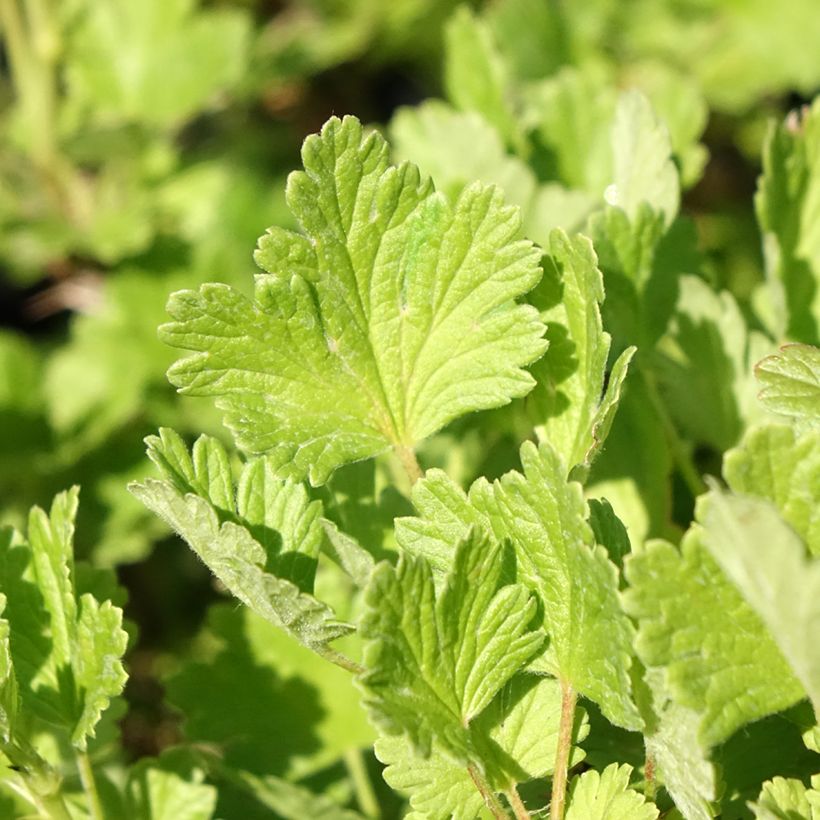 Gooseberry Green Hinnonmaki - Ribes uva-crispa (Foliage)