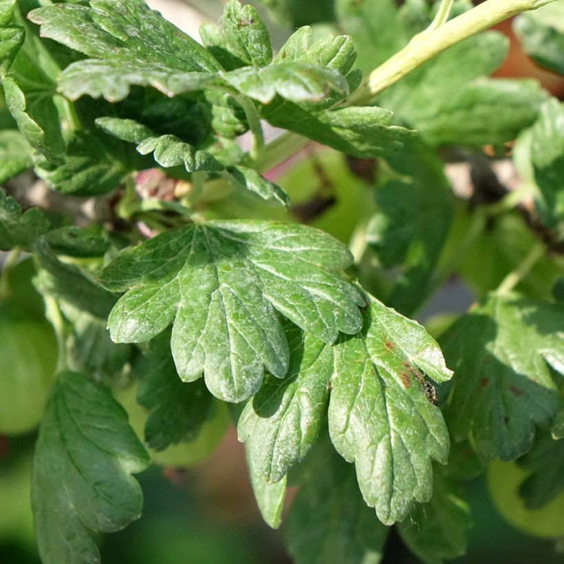 Ribes uva-crispa 'Tatjana' (Foliage)