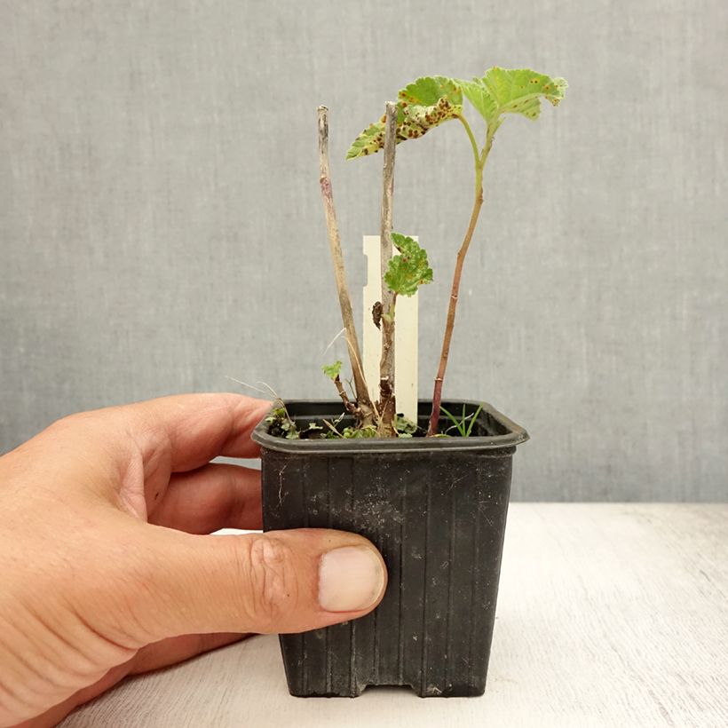 Althaea officinalis 8/9 cm pot sample as delivered in summer