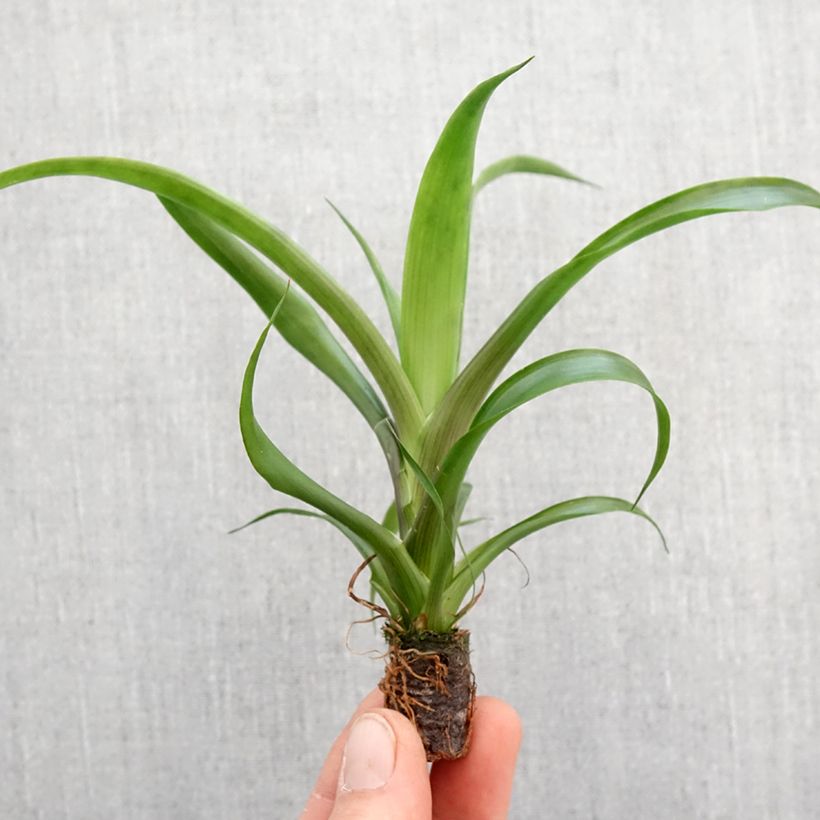 Guzmania  Candy Root ball 5cm x 7cm sample as delivered in spring