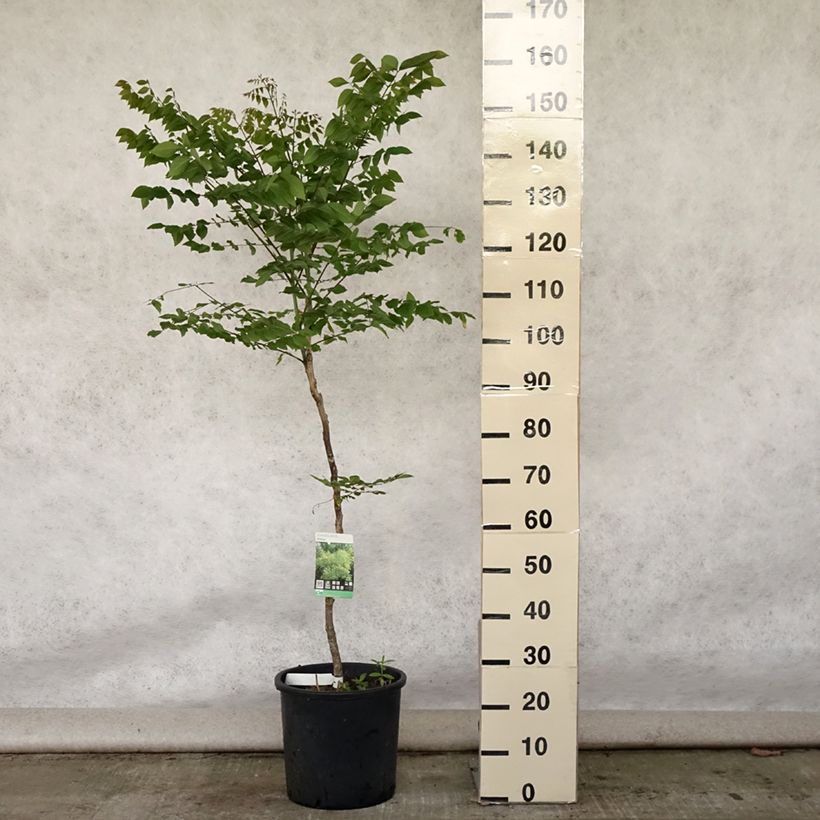 Gymnocladus dioica 7.5L/10L pot sample as delivered in summer