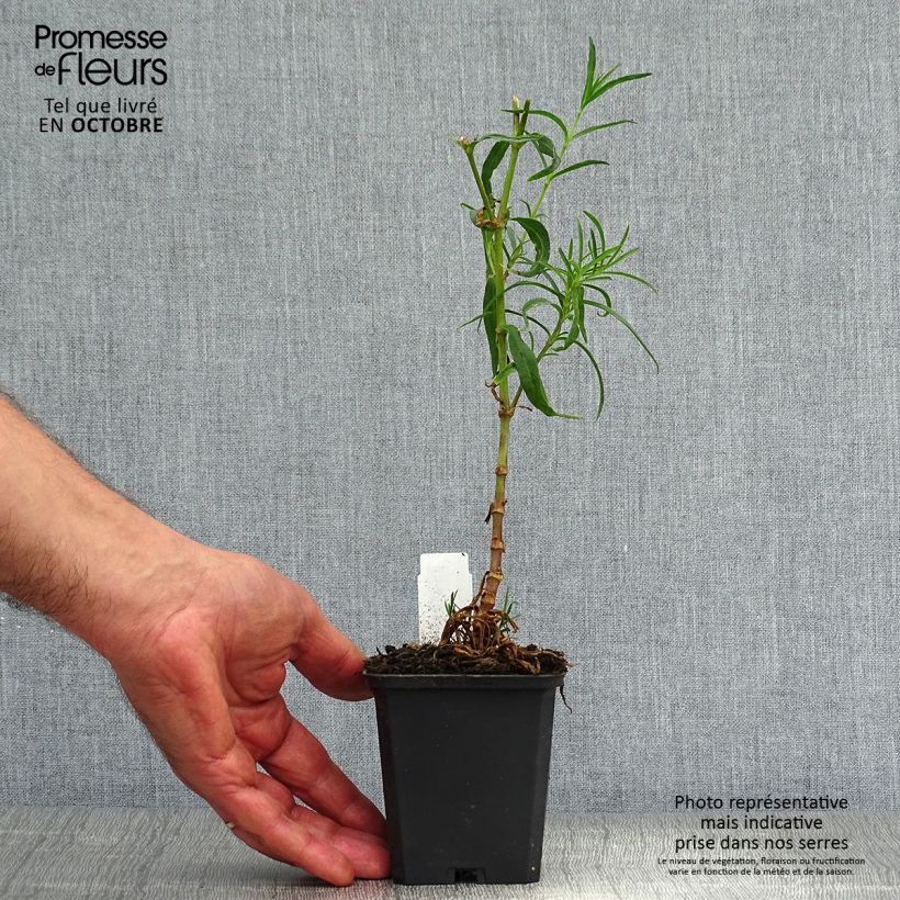 Gypsophila paniculata Flamingo 8/9 cm pot sample as delivered in autumn