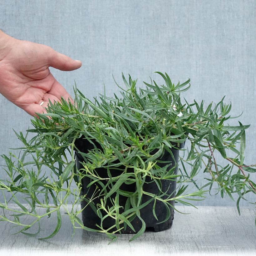 Gypsophila Rosenschleier 2L/3L pot sample as delivered in summer