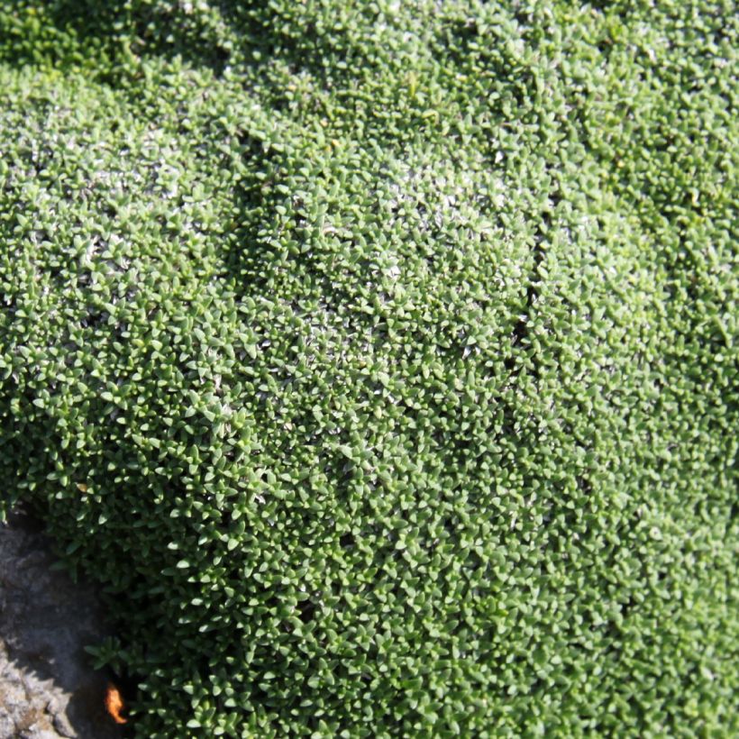 Gypsophila aretioides (Foliage)