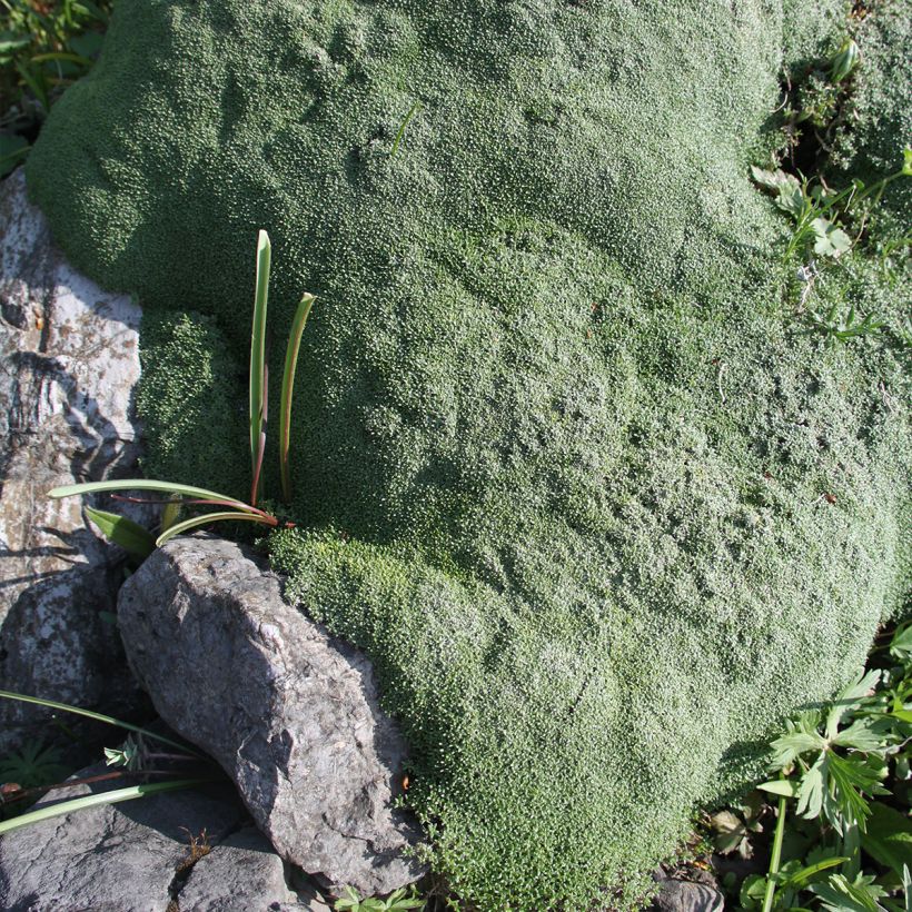 Gypsophila aretioides (Plant habit)