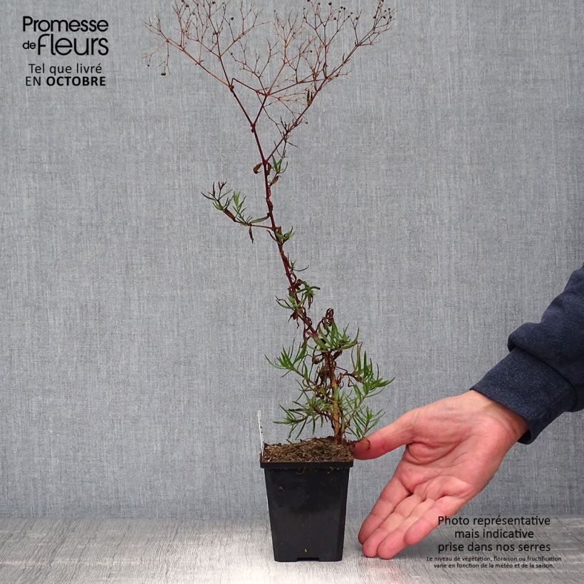 Gypsophila paniculata Festival Pink 8/9 cm pot sample as delivered in autumn