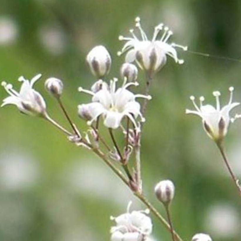 Gypsophila paniculata White Festival (Flowering)