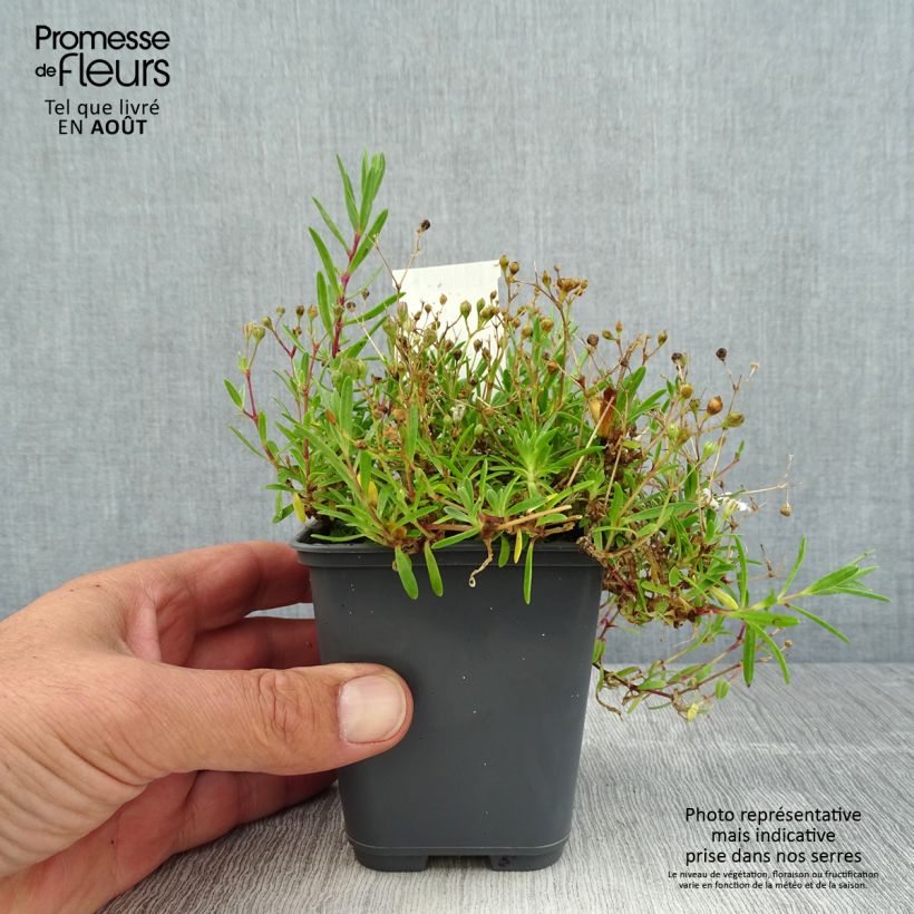 Gypsophila repens White Angel 8/9 cm pot sample as delivered in summer