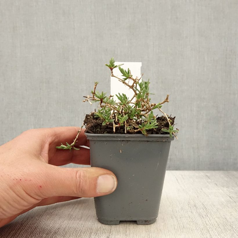 Gypsophila repens White Angel sample as delivered in spring