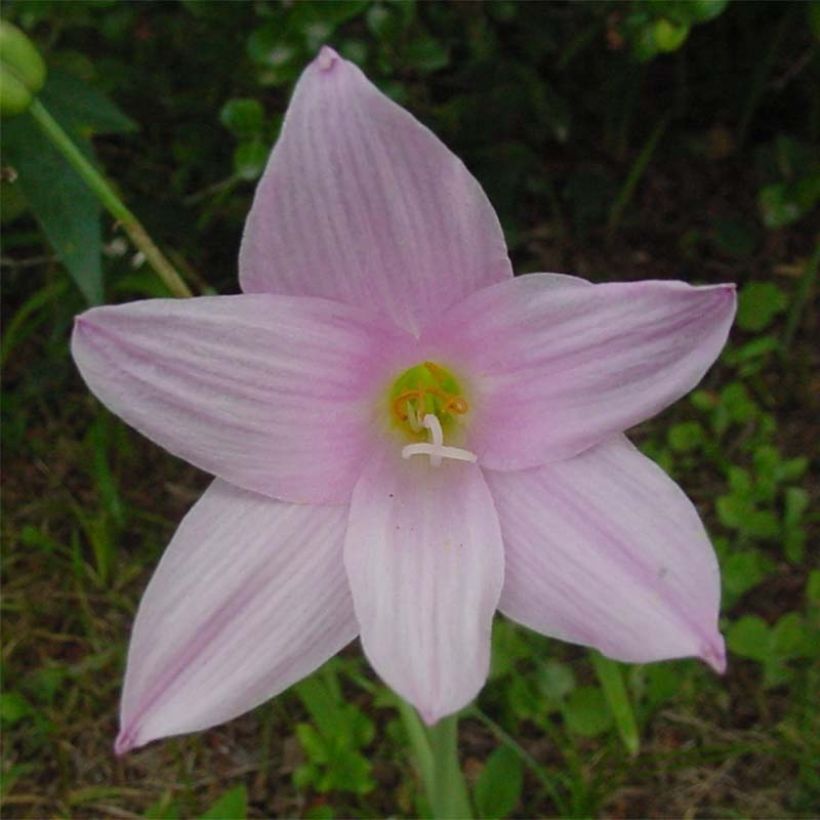 Habranthus robustus - Argentine rain lily (Flowering)
