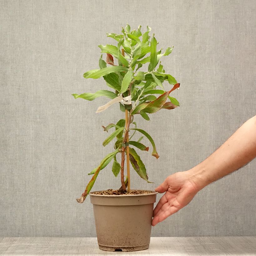 Hakea victoria 4L/5L pot sample as delivered in summer