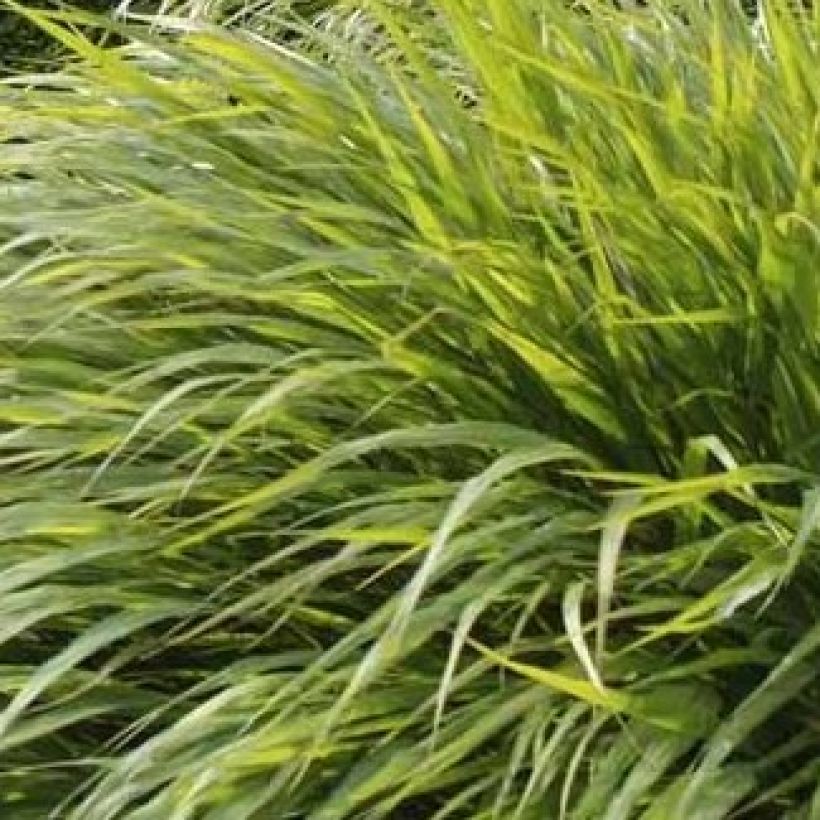 Hakonechloa macra - Japanese Forest Grass (Foliage)
