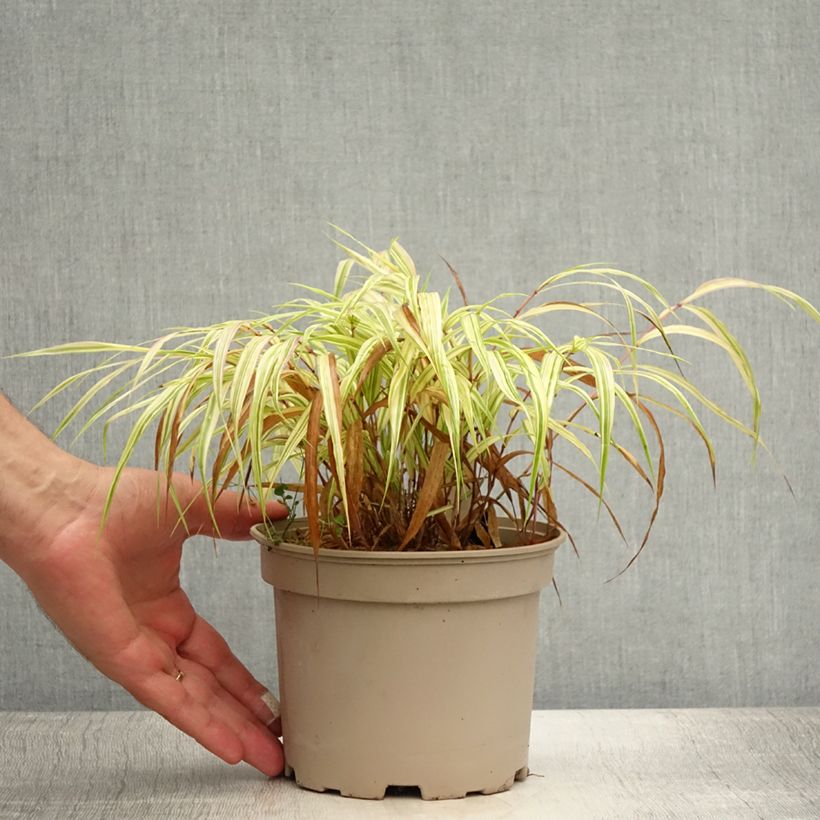 Hakonechloa macra Aureola - Japanese Forest Grass 2L/3L pot sample as delivered in summer