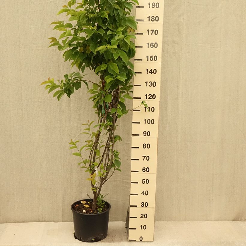 Halesia carolina - Carolina Silverbell 18L/20L pot sample as delivered in summer