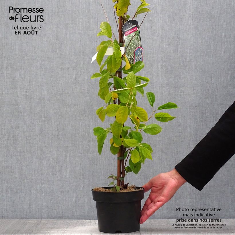 Halesia carolina UConn 2L/3L pot sample as delivered in summer