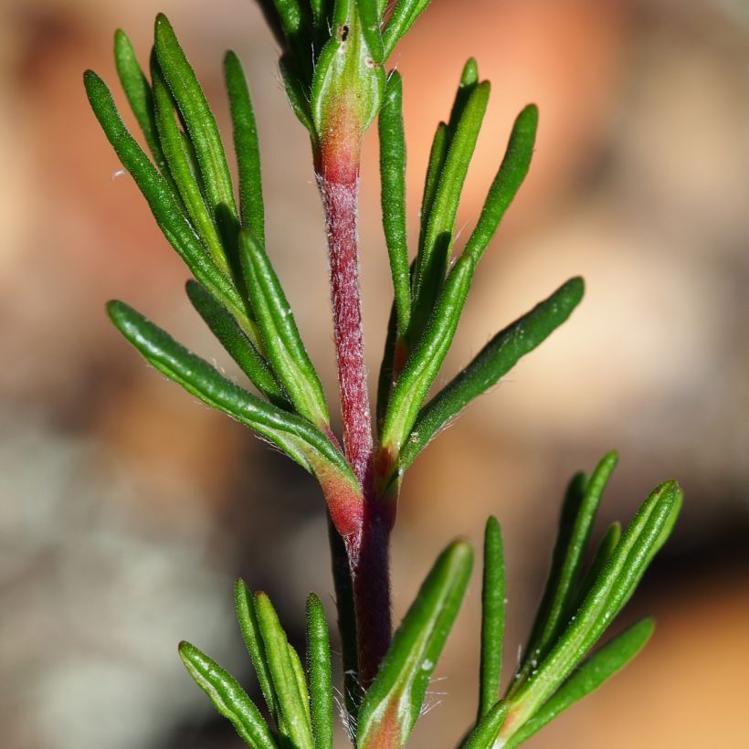 Halimium umbellatum April Snow (Foliage)