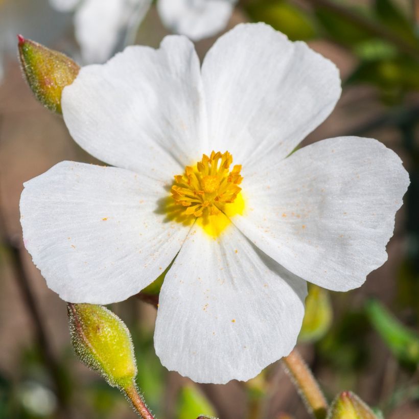 Halimium umbellatum April Snow (Flowering)