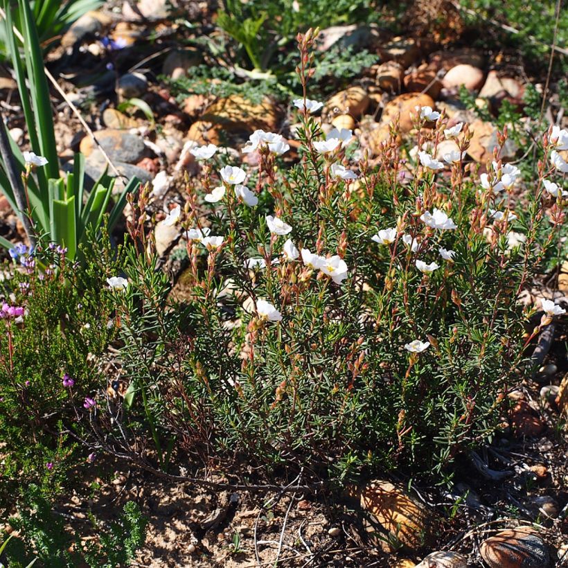 Halimium umbellatum April Snow (Plant habit)