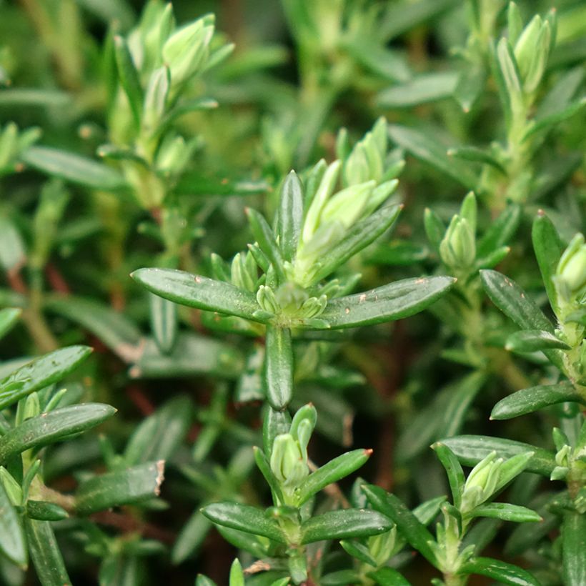 Halimium April Sun (Foliage)