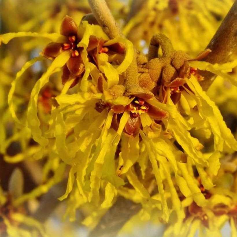 Hamamelis intermedia Arnold Promise - Witch Hazel (Flowering)