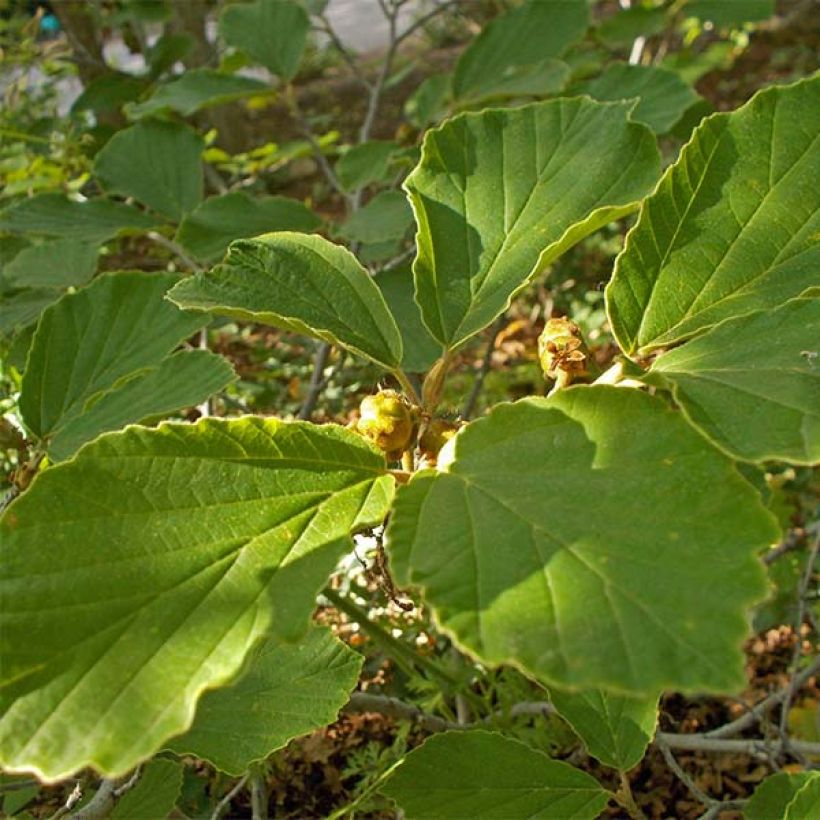 Hamamelis intermedia Arnold Promise - Witch Hazel (Foliage)