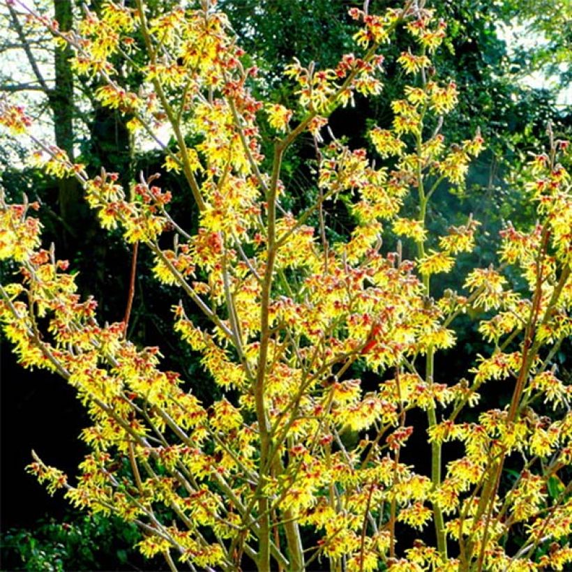 Hamamelis intermedia Arnold Promise - Witch Hazel (Plant habit)