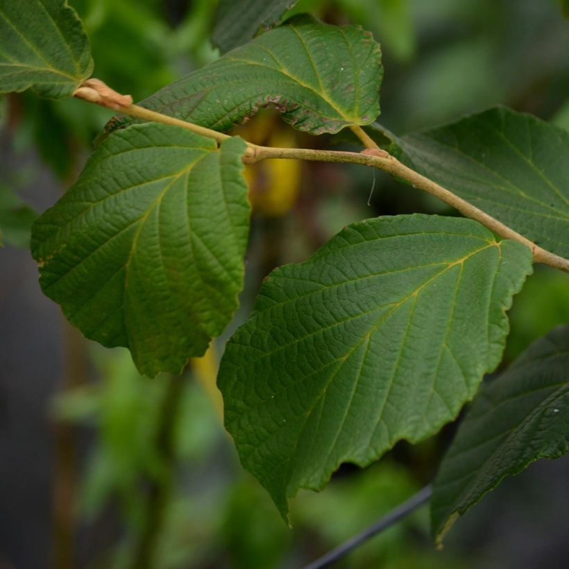 Hamamelis intermedia Diane - Witch Hazel (Foliage)