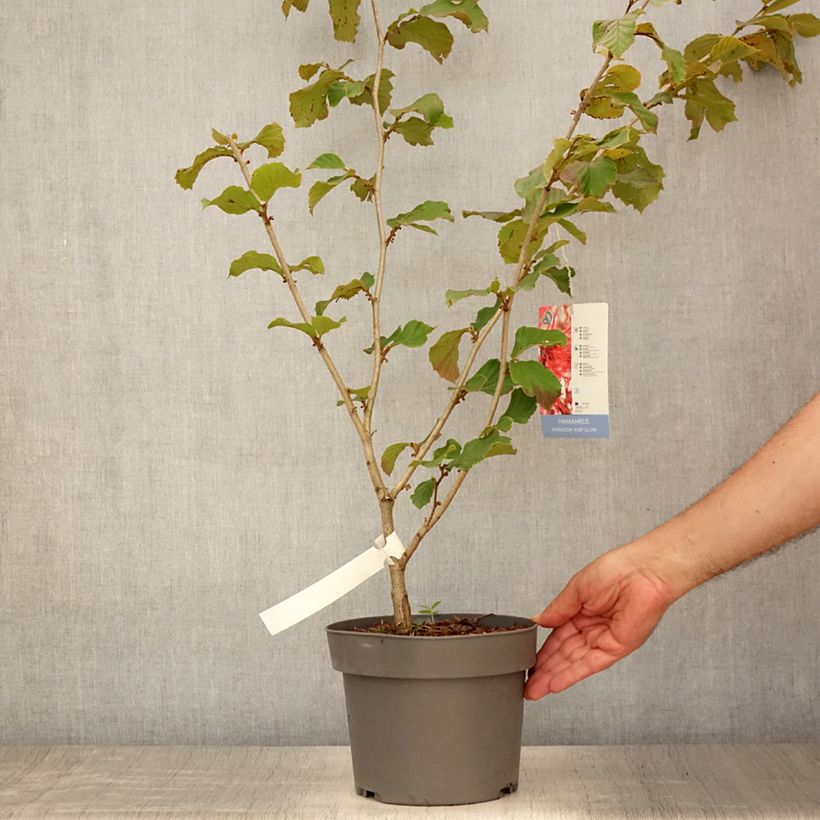 Hamamelis intermedia Ruby Glow - Witch Hazel 4L/5L pot sample as delivered in summer